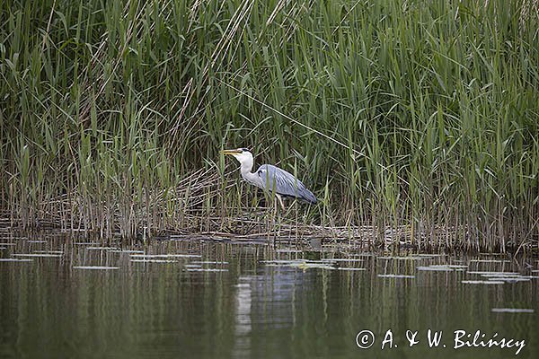 Czapla siwa, Ardea cinerea