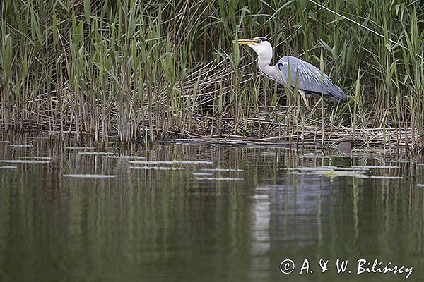 Czapla siwa, Ardea cinerea