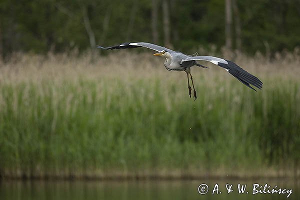 Czapla siwa, Ardea cinerea