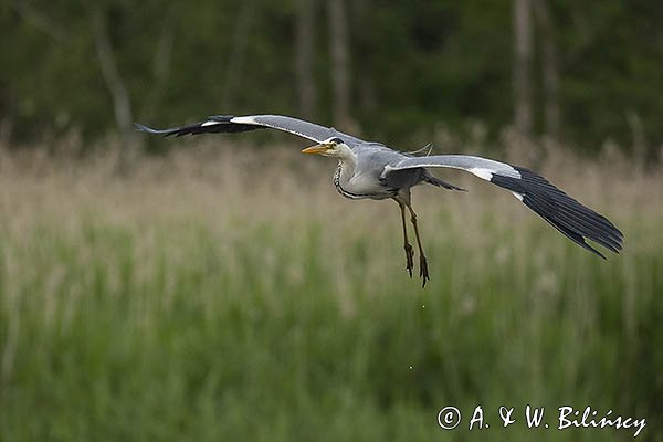 Czapla siwa, Ardea cinerea