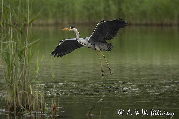 Czapla siwa, Ardea cinerea