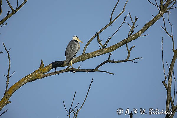 Czapla siwa, Ardea cinerea