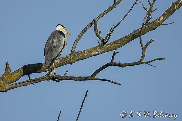 Czapla siwa, Ardea cinerea