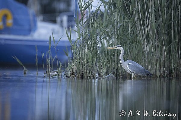 Czapla siwa, Ardea cinerea