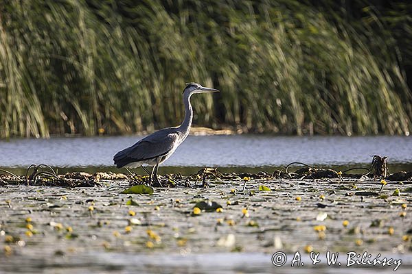 Czapla siwa, Ardea cinerea