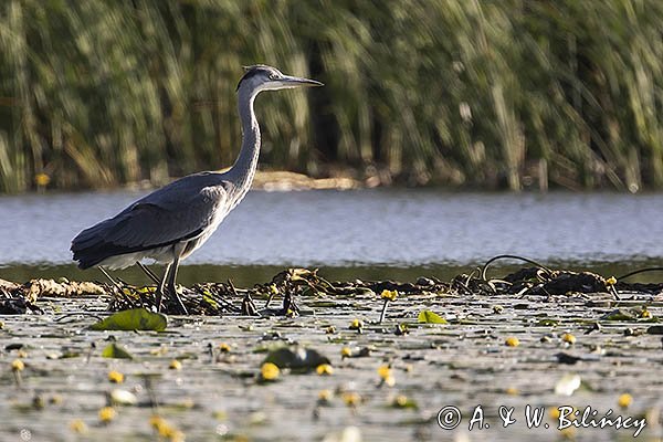 Czapla siwa, Ardea cinerea