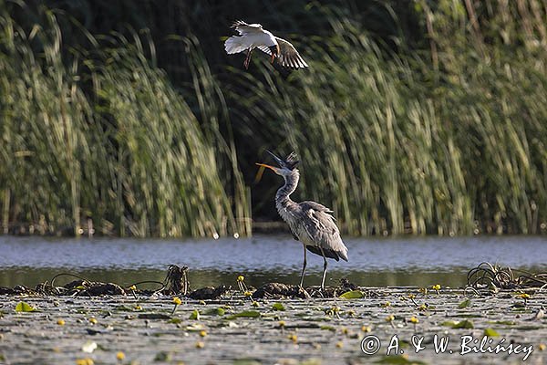 Czapla siwa, Ardea cinerea i mewa śmieszka, Larus ridibundus