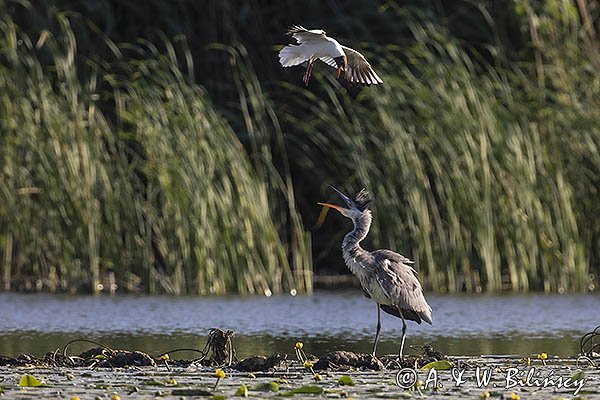 Czapla siwa, Ardea cinerea i mewa śmieszka, Larus ridibundus