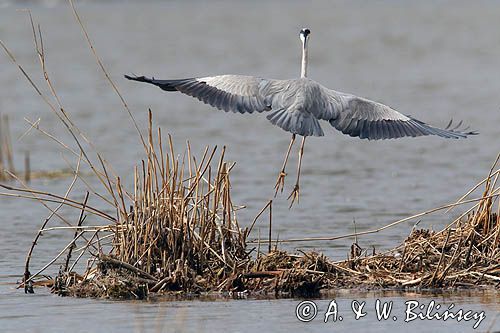 czapla siwa Ardea cinerea