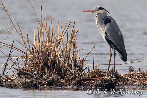 czapla siwa Ardea cinerea