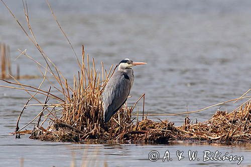 czapla siwa Ardea cinerea