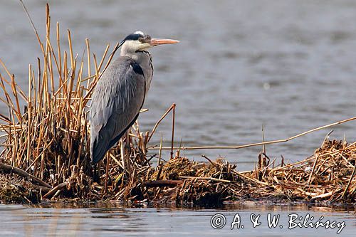 czapla siwa Ardea cinerea