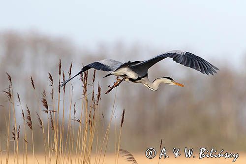 czapla siwa Ardea cinerea