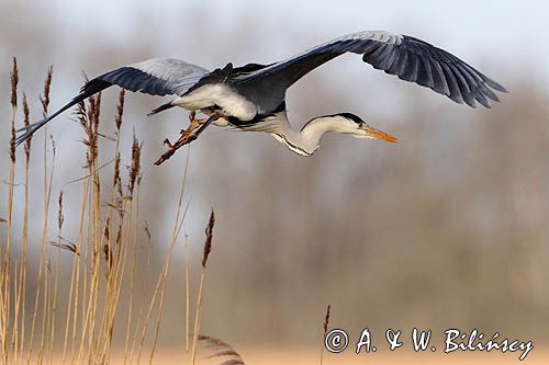 czapla siwa Ardea cinerea