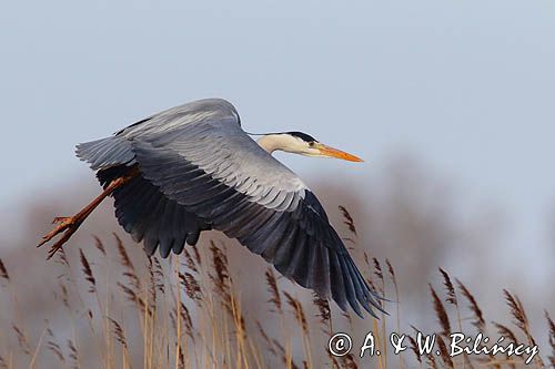 czapla siwa Ardea cinerea