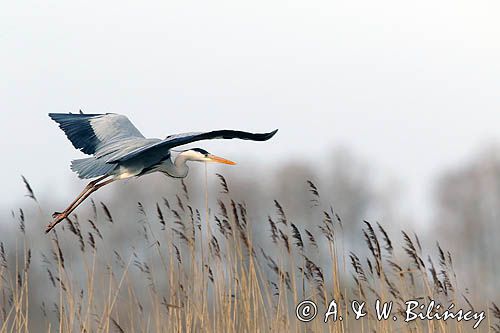 czapla siwa Ardea cinerea