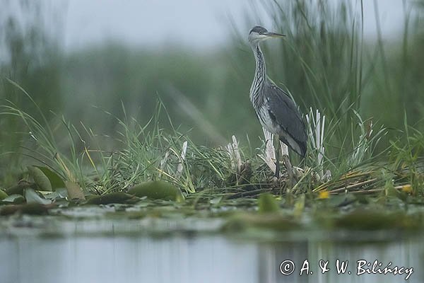 Czapla siwa, Ardea cinerea