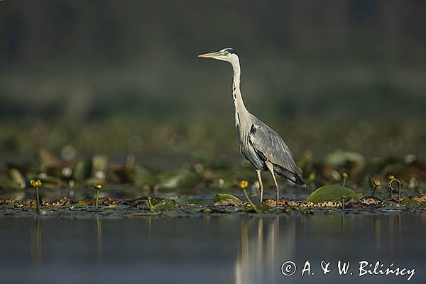 Czapla siwa, Ardea cinerea