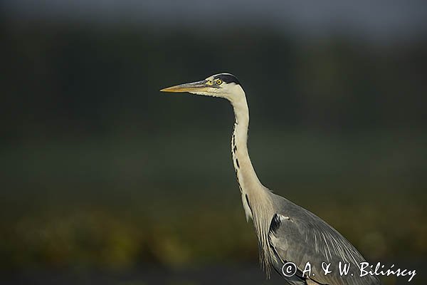 Czapla siwa, Ardea cinerea