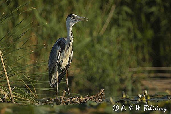 Czapla siwa, Ardea cinerea