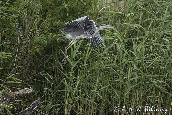 Czapla siwa, Ardea cinerea