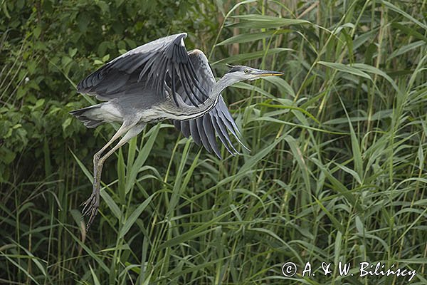 Czapla siwa, Ardea cinerea