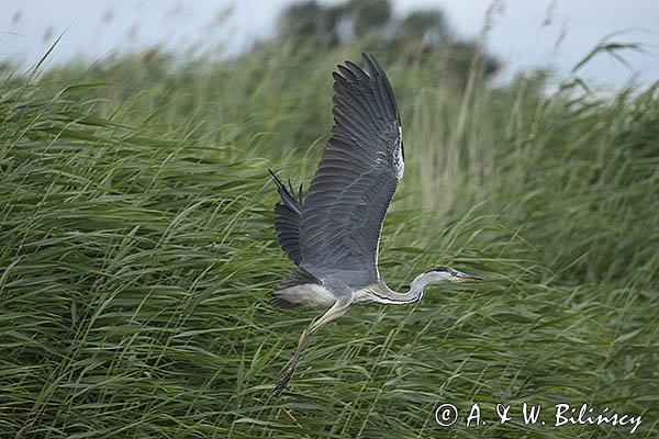 Czapla siwa, Ardea cinerea