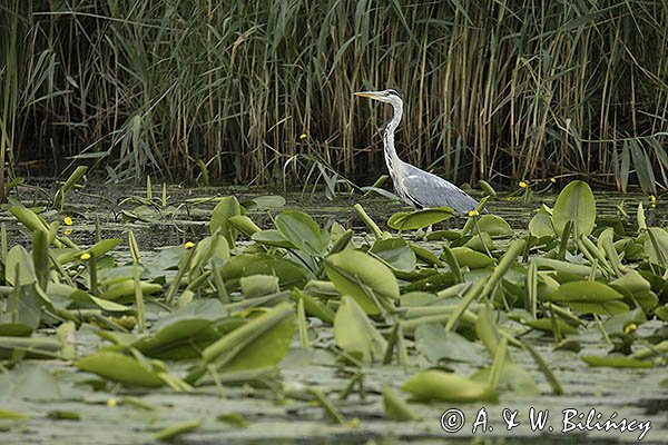 Czapla siwa, Ardea cinerea