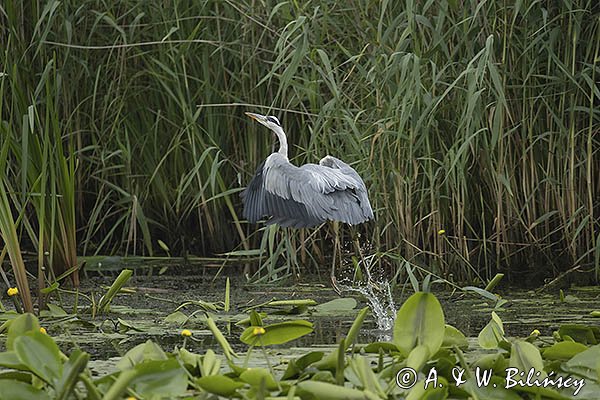 Czapla siwa, Ardea cinerea