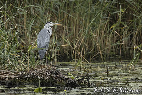 Czapla siwa, Ardea cinerea