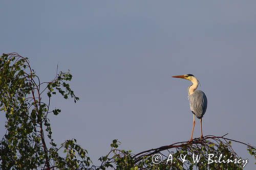 czapla siwa Ardea cinerea