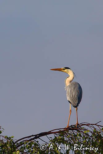 czapla siwa Ardea cinerea