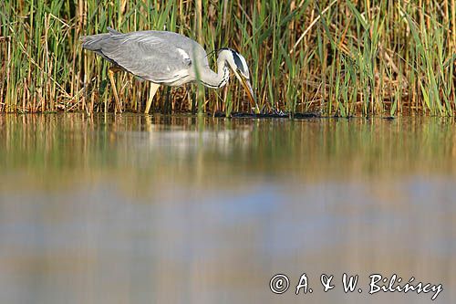 czapla siwa Ardea cinerea