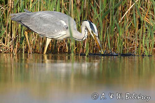 czapla siwa Ardea cinerea