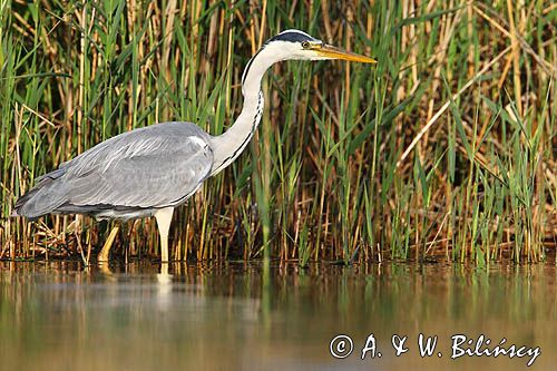 czapla siwa Ardea cinerea