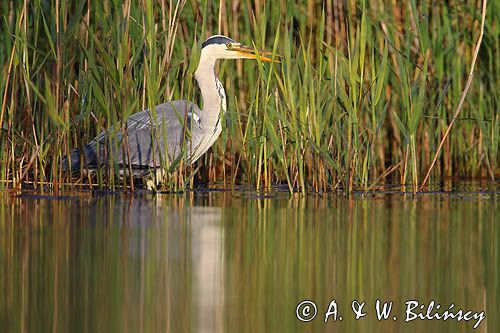 czapla siwa Ardea cinerea