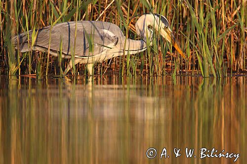 czapla siwa Ardea cinerea