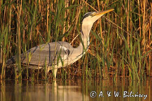 czapla siwa Ardea cinerea