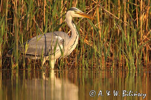 czapla siwa Ardea cinerea