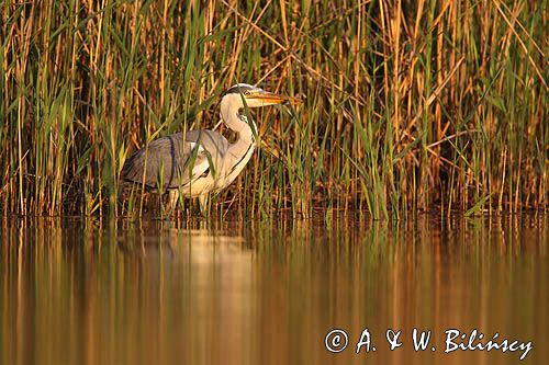 czapla siwa Ardea cinerea