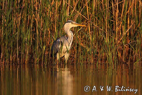 czapla siwa Ardea cinerea