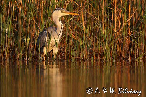 czapla siwa Ardea cinerea