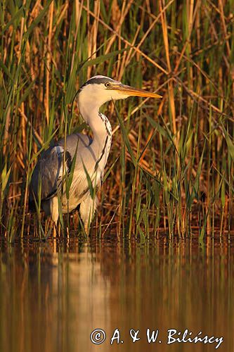 czapla siwa Ardea cinerea