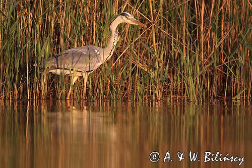 czapla siwa Ardea cinerea