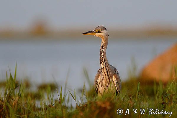 czapla siwa Ardea cinerea