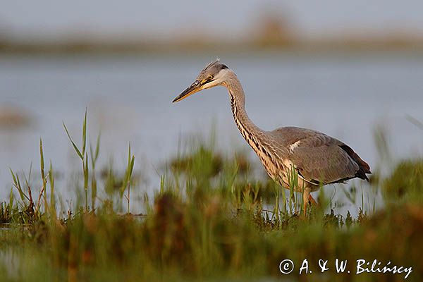 czapla siwa Ardea cinerea