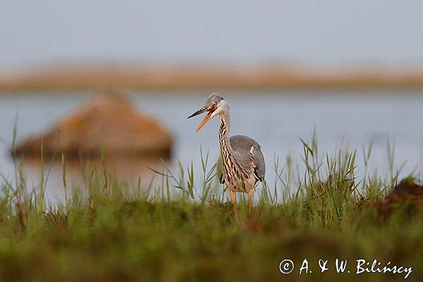 czapla siwa Ardea cinerea