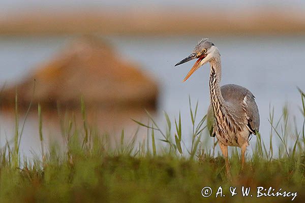 czapla siwa Ardea cinerea