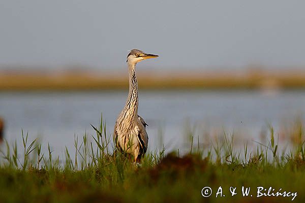 czapla siwa Ardea cinerea