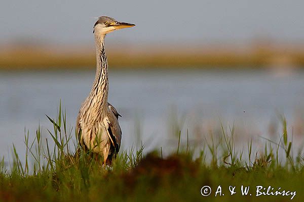 czapla siwa Ardea cinerea